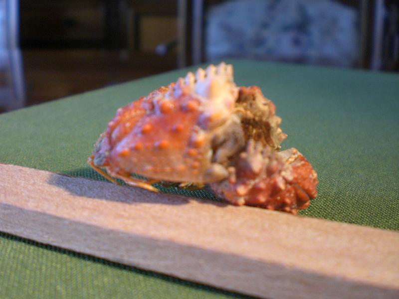 calappa pokipoki T.F.C. large cheliped.jpg